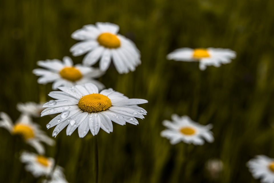 daisy-april-birth-flower-of-the-month-overseas-flower-delivery